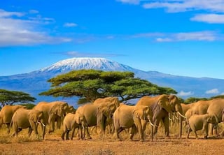 Africa Africa