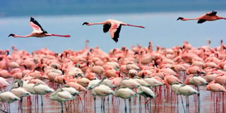 Lake Nakuru National Park Lake Nakuru National Park