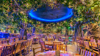 The Rainforest Cafe The Rainforest Cafe