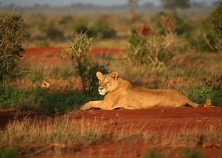 Tsavo National Parks Tsavo National Parks