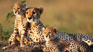 Wildlife Wildlife