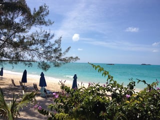 The Wild Side of The Bahamas
