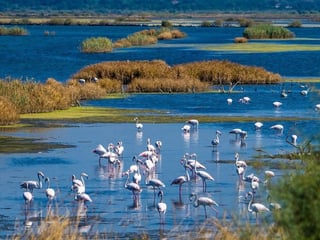 Birdwatching