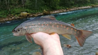 Fishing
