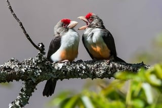  Birdwatching