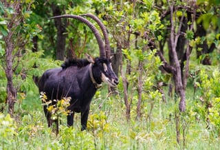  Cangandala National Park