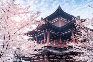 Cherry Blossom With Traditional Chinese Roof In Temple Xi An China
