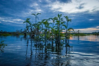 Sunset silhouetting a flooded jungle and some aquatic plants in Laguna Grande, in the Cuyabeno Wildlife Reserve, Amazon Basin, Ecuador