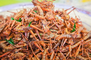 Gafanhotos Fritos - Fried Grasshoppers