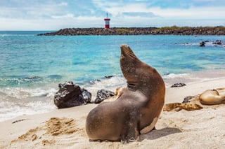 Marine Iguanas in Tortuga Bay in Santa Cruz Island, Galapagos Islands, Ecuador