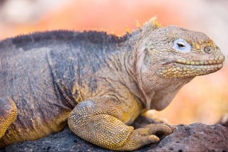Land iguana endemic to the Galapagos islands, Ecuador