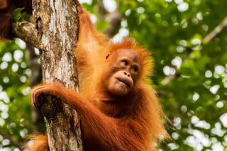 Malaysian Borneo