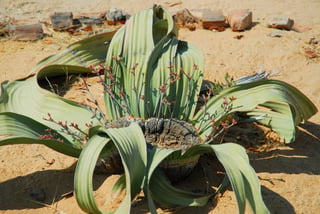 Namib Desert Return to Luanda