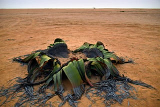  Namib Desert