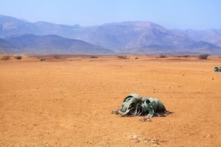  Namib Desert