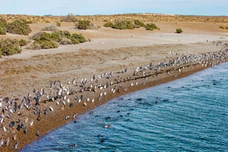 Walk with Penguins in Punta Tombo