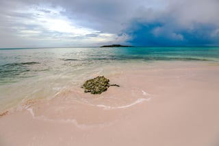 Pink Sands Beach (Harbour Island)