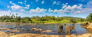 Pinnawala Elephant Orphanage in central Sri Lanka