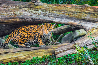 playful young beautiful jaguars in the jungle