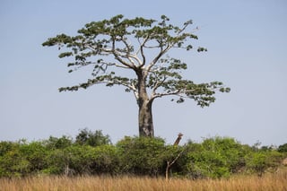 Quicama (Kissama) National Park