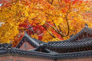 Roof Of Gyeongbukgung And Maple Tree In Autumn In Korea