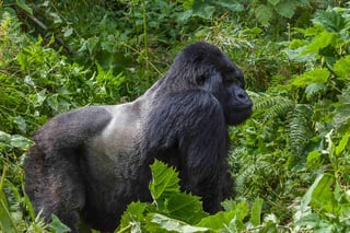Rwanda's Broader Visa Policy