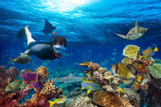  Scuba Diving & Snorkeling