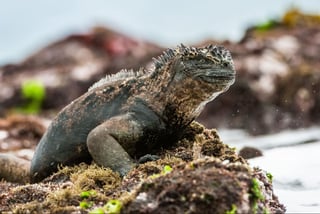 Galapagos Marine Iguana