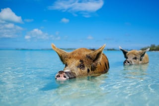 Swim with the Famous Pigs at Big Major Cay Swim with the Famous Pigs at Big Major Cay