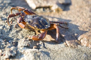 The Andros Crab Festival