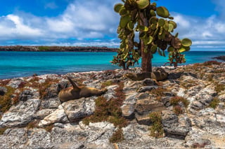 Sealions in Plaza Sur island, Galapagos Islands, Ecuador