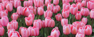 Tulip