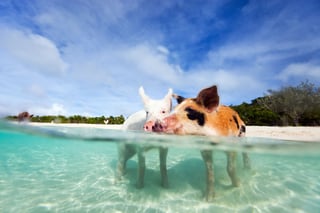 Visit the Exuma Cays Land and Sea Park Visit the Exuma Cays Land and Sea Park