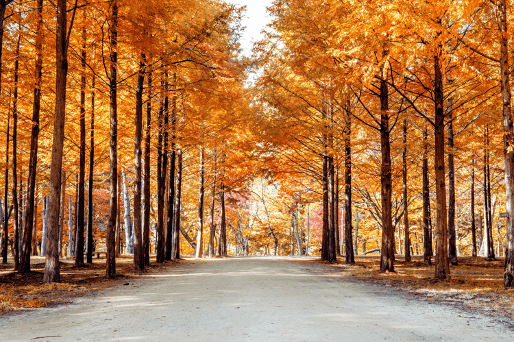 Nami Island & The Garden Of Morning Calm A Scenic Escape