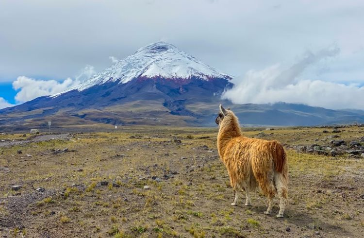 Top SIM Cards Travellers can use for Calling and Data in Ecuador